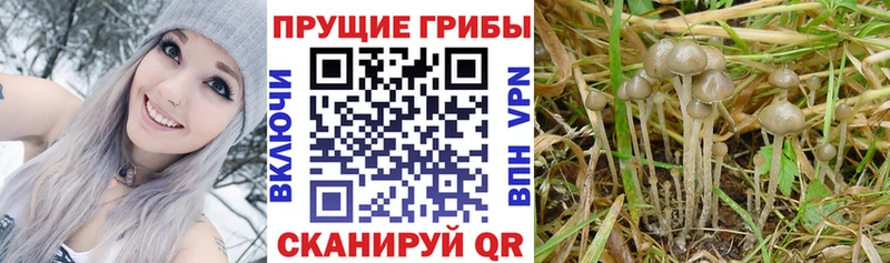 Галлюциногенные грибы Psilocybe Судогда